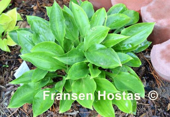 Hosta Crystal Chimes